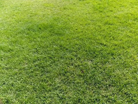 Fields of wheat at the end of summer fully ripe Stock-Fotos