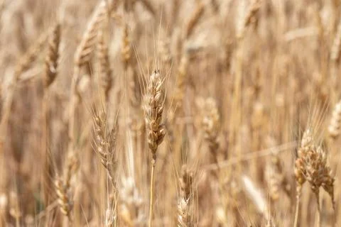 Fields of wheat at the end of summer fully ripe Stock Photos