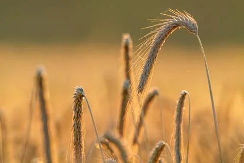 Fields of wheat at the end of summer fully ripe Stock Photos