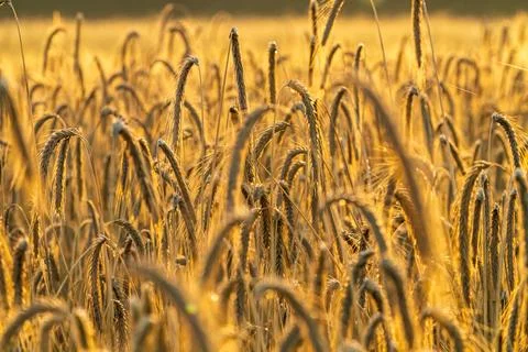 Fields of wheat at the end of summer fully ripe Stock Photos