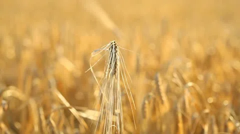 Fields of wheat Stock Footage 11287558