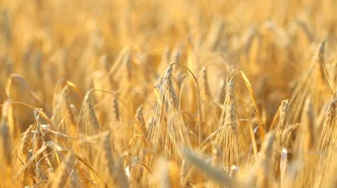 Fields of wheat Stock Footage 11340167