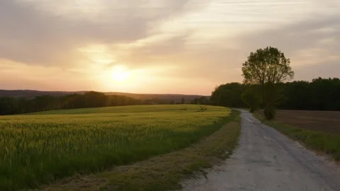 Fields of wheat, green and golden at sunset, Gers, France Stock Footage 344247107