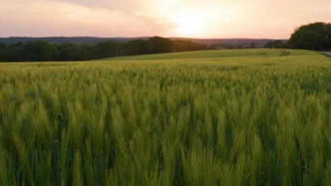 Fields of wheat, green and golden at sunset, Gers, France Vídeos de archivo 344247153