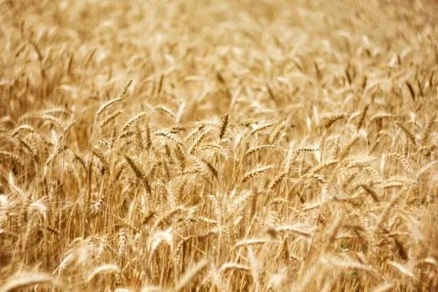 Fields of wheat Stock Photos