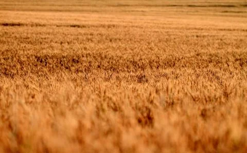 Fields of wheat Stock Photos