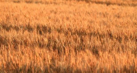Fields of wheat Stock Photos
