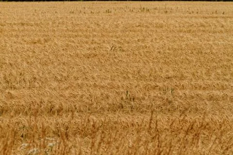 Fields of wheat Stock Photos
