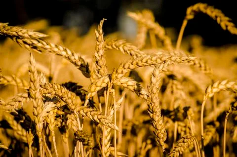 Fields of wheat Foto stock