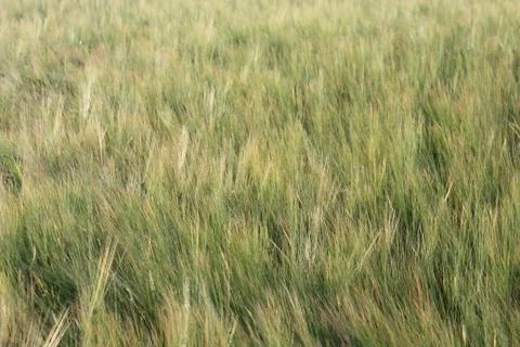 Fields of wheat Stock Photos