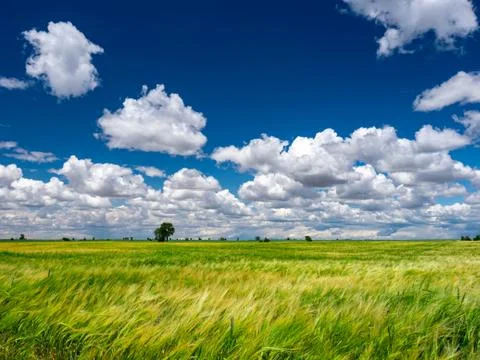 Fields of wheat in spring in the autonomous community of Castilla y Leon. Stock Photos
