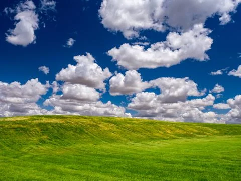 Fields of wheat in spring in the autonomous community of Castilla y Leon. Stock Photos