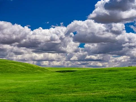 Fields of wheat in spring in the autonomous community of Castilla y Leon. Stock Photos