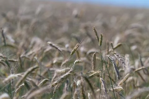 Fields of wheat sway gracefully in the wind reflecting the sun's warm light.  Foto stock