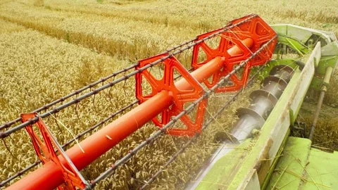 Fields of wheat transform into neatly bundled straw as the combine advances. Video stock 250164046