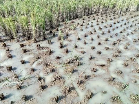 Fields where the rice has been harvested Photos
