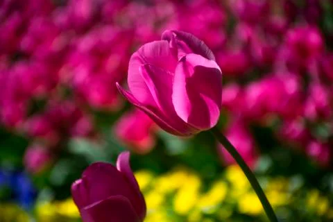 Fields on which bloom pink and purple tulips Stock Photos