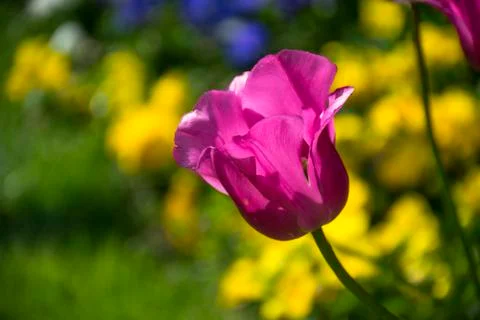 Fields on which bloom pink and purple tulips Stock Photos