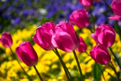 Fields on which bloom pink and purple tulips Stock Photos