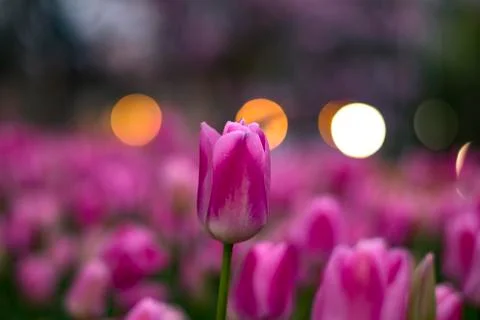 Fields on which bloom pink and purple tulips Stock Photos