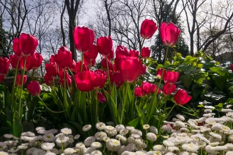 Fields on which bloom red tulips Photos