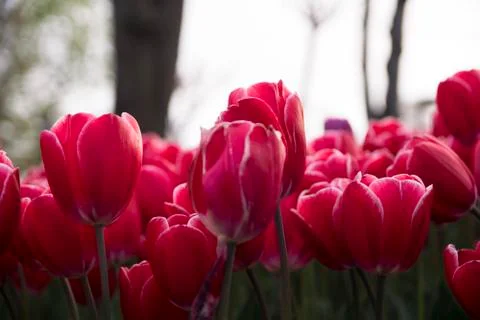Fields on which bloom red tulips Stock Photos
