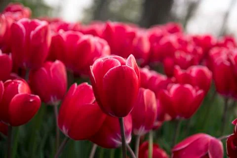 Fields on which bloom red tulips Stock Photos
