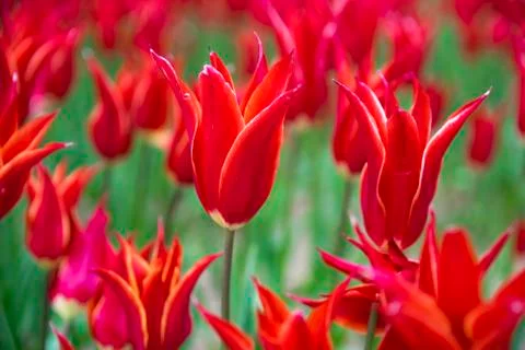 Fields on which bloom red tulips Stock Photos