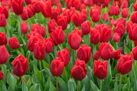 Fields on which bloom red tulips Stock Photos