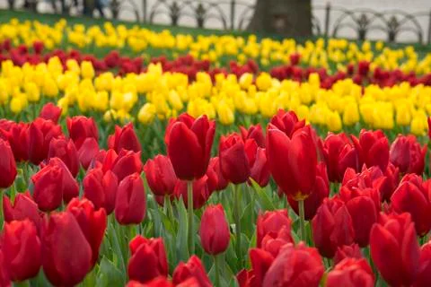Fields on which bloom red tulips Stock Photos