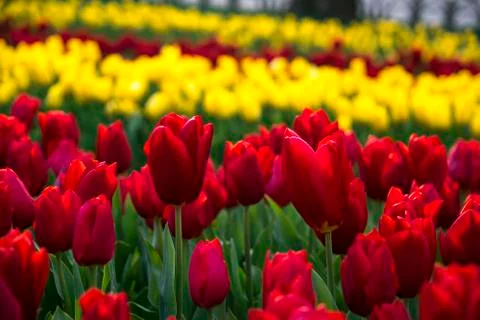 Fields on which bloom red tulips Stock Photos