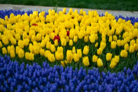 Fields on which bloom yellow tulips Stock Photos