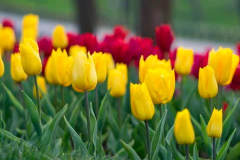 Fields on which bloom yellow tulips Stock Photos