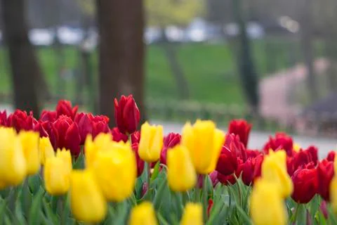 Fields on which bloom yellow tulips Stock Photos