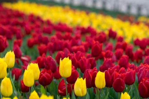 Fields on which bloom yellow tulips Photos