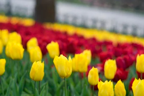 Fields on which bloom yellow tulips Stock Photos