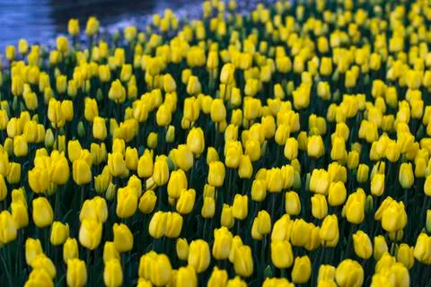 Fields on which bloom yellow tulips Stock Photos