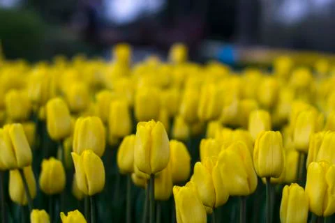 Fields on which bloom yellow tulips Stock Photos