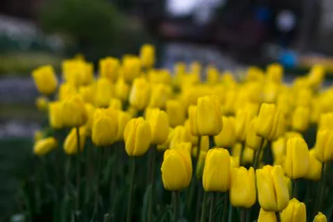 Fields on which bloom yellow tulips Stock Photos