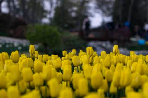 Fields on which bloom yellow tulips Stock Photos