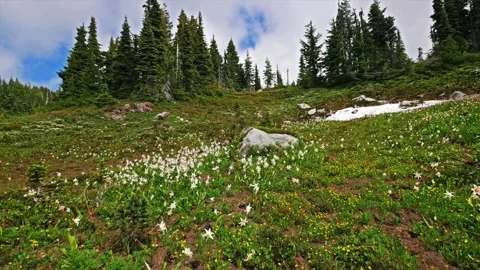 Fields of White Avalanche Lilies Bloom in Subalpine Meadow, Spray Park Trail, Mo Stock Footage 332082473