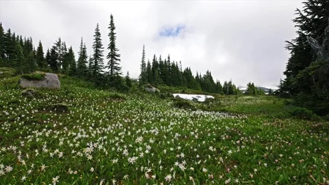 Fields of White Avalanche Lilies Bloom in Spray Park, Mount Rainier National Par Video stock 332082831