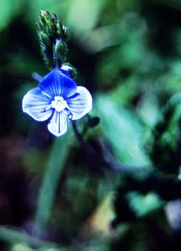 FIELDS WILD FLOWERS Stock Photos