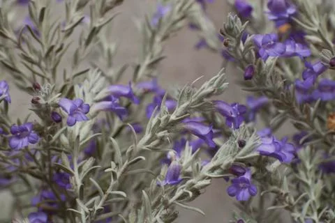 FIELDS WILD FLOWERS Stock Photos