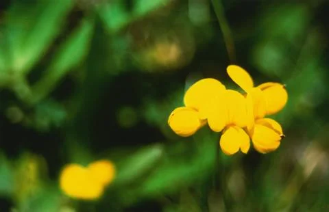 FIELDS WILD FLOWERS Stock Photos