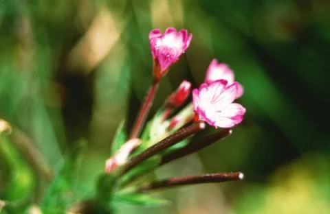 FIELDS WILD FLOWERS Stock Photos