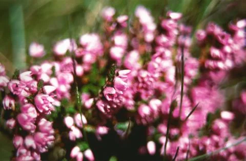 FIELDS WILD FLOWERS Stock Photos