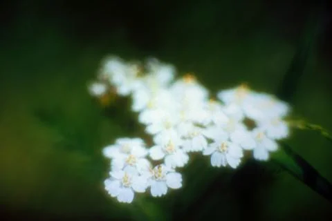 FIELDS WILD FLOWERS Stock Photos