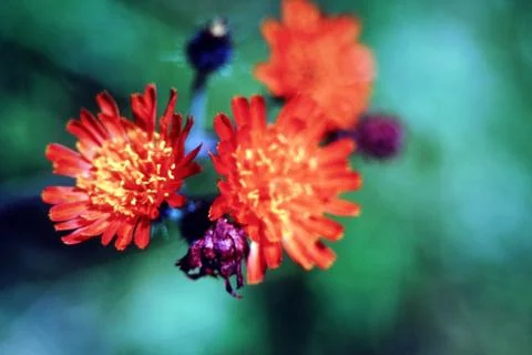 FIELDS WILD FLOWERS Stock Photos