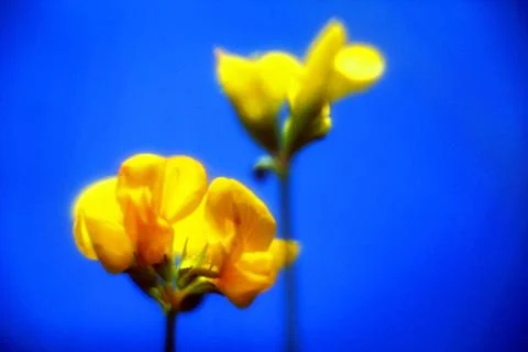 FIELDS WILD FLOWERS Stock Photos